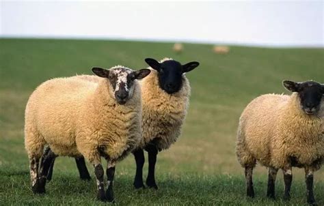 老羊是什么,老羊是啥意思,羔羊和大羯羊的区别_大山谷图库