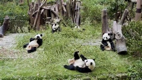中国动物保护成果野生动物野象大熊猫选编视频素材_ID:VCG2216239589-VCG.COM