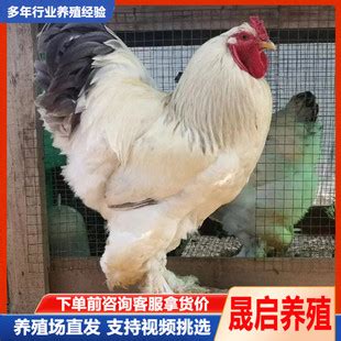 大量出售观赏鸡鸡苗 大体型婆罗门鸡 自养自销 嘉萍养殖场