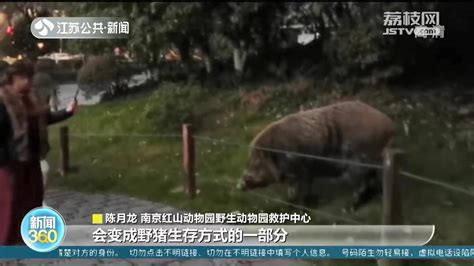 南京“网红野猪”乞食吃下15个馒头 公园：禁止投喂，于人于动物皆不利_我苏网