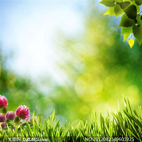 草花，让公园草坪景观“锦上添花”-花卉百科-绿宝园林网