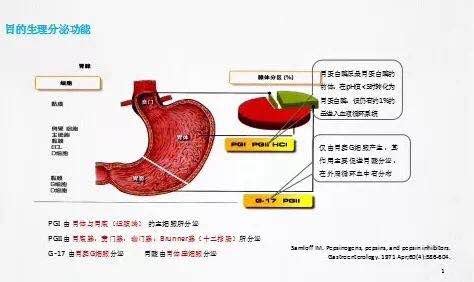 胃的形态、分部和粘膜