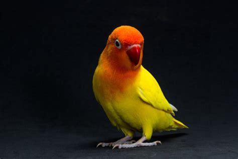 爱情鸟,黄色,白色,分离着色,水平画幅,绿色,家畜,无人,鸟类,白色背景摄影素材,汇图网www.huitu.com