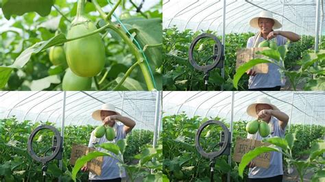 茄子育苗，如何利用无土栽培来实现?茄子育苗的技术流程及嫁接后的管理是怎样的！ - 知乎