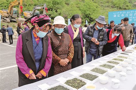 康定市万亩高原有机茶项目正式开工 - 甘孜藏族自治州人民政府网站