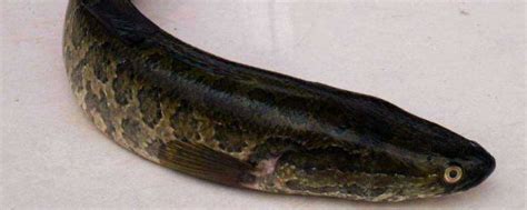 黑鱼的养殖技术 黑鱼如何养殖_知秀网