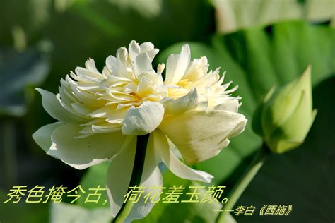 盛开的白莲花高清图片下载_红动中国