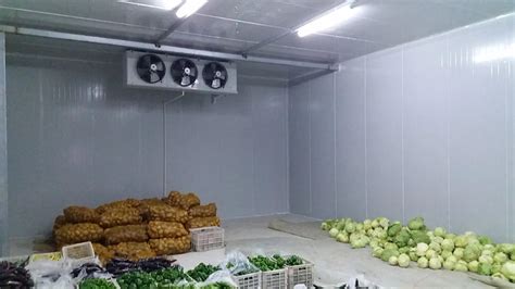 香菜冷库贮藏温度，香菜冷库储存方法介绍_上海雪艺制冷科技发展有限公司
