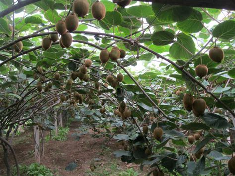 6年前随手种了棵猕猴桃树，今年结出近5000个果子！ - 知乎