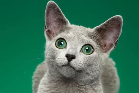 俄罗斯蓝猫AMYWORKS|摄影|动物|AMYWORKS赛猫摄影 - 原创作品 - 站酷 (ZCOOL)