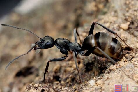 行军蚁能用来消灭入侵蚁种吗？入侵蚁种没消灭，行军蚁先内讧了 - 知乎