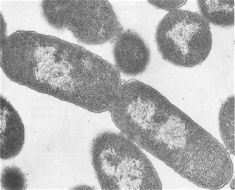 甲、乙、丙分别是眼虫、大肠杆菌、病毒的结构简图