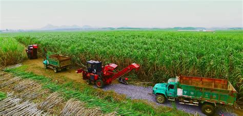 一根甘蔗带活多个产业——广西壮族自治区来宾市现代农业产业园创建纪实