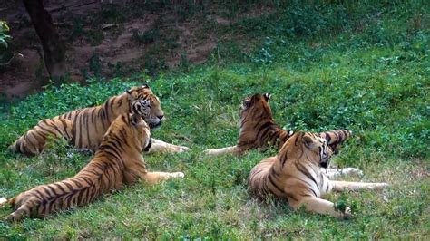 为什么大多数与雄狮打斗的老虎都是小型的？干嘛不找大型老虎？|东北虎|人工繁殖|老虎_新浪新闻