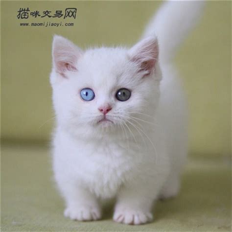 白猫的品种大全大图,白猫的品种,猫咪品种分类图_大山谷图库
