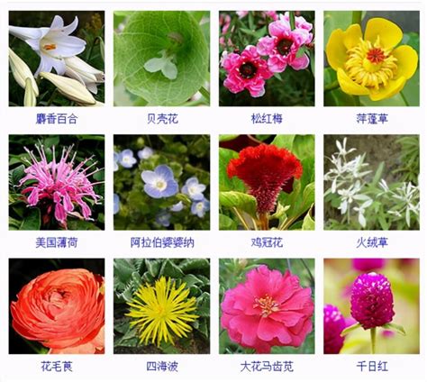 认识各种花卉名称,常见花卉图片及名称_大山谷图库