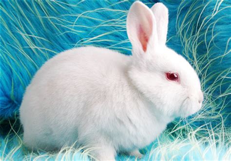 白兔品种,常见,一只_大山谷图库