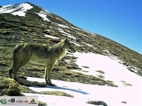 科学家们发现狼可以对人类表现出依恋之情 | 绿会国际讯- 中国生物多样性保护与绿色发展基金会