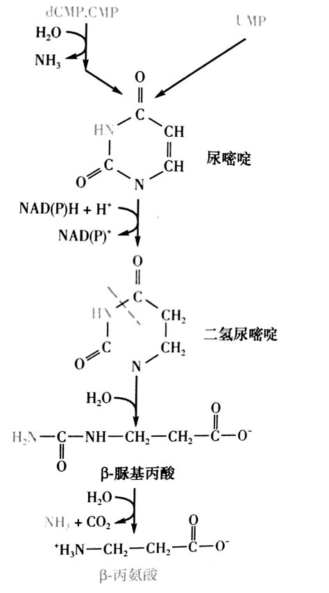 在糖酵解后，丙酮酸在生成二氧化碳和乙酰辅酶A时还转化了一个NADH+H，这里NAD上的氢是从哪里来的？ - 知乎