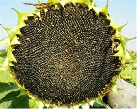 油葵几月份种植?矮大头油葵种植技术-种植技术-中国花木网