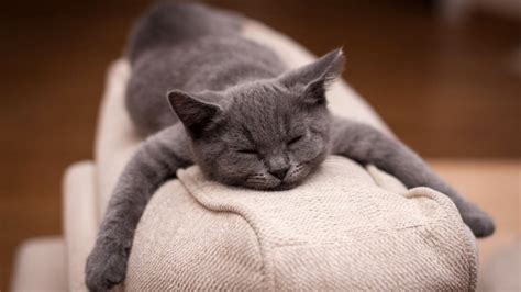 布艺沙发被猫咪抓破修补妙招 猫抓沙发保鲜膜_宠物百科 - 养宠客