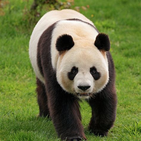 国宝——大熊猫图片包（62张） 苏教版