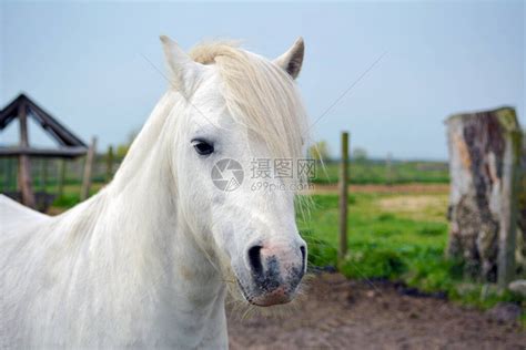 田野里的一匹白马高清图片下载-正版图片600045127-摄图网