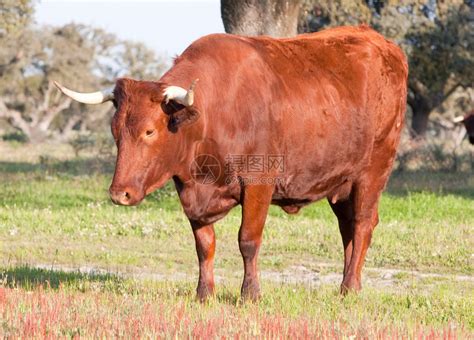 田野里长着大角的牛高清图片下载-正版图片503256038-摄图网