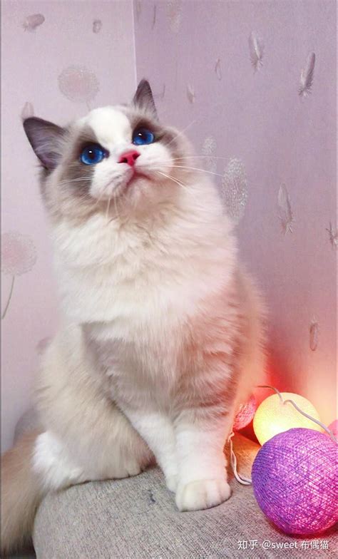布偶和蓝猫串 小猫会有和布偶一样颜色的吗？ - 知乎