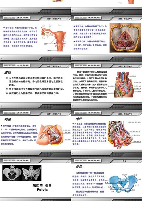 第8版妇产科学配套课件女性生殖系统解剖ppt模板_PPT鱼模板网