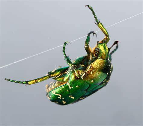 甲壳虫|摄影|动物|庞正辉 - 原创作品 - 站酷 (ZCOOL)