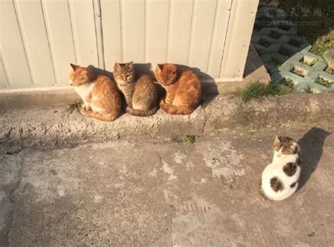 猫咪排队走,猫咪爪子,猫咪画_大山谷图库