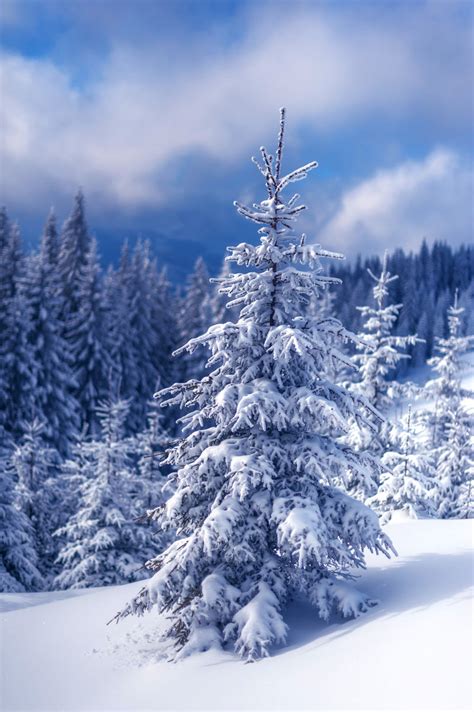 冬季雪景图片-冬季雪覆盖的田野和树木的景色素材-高清图片-摄影照片-寻图免费打包下载