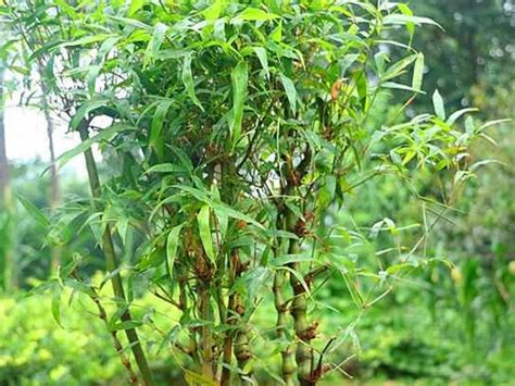 竹子的种类和移栽方法_好花网