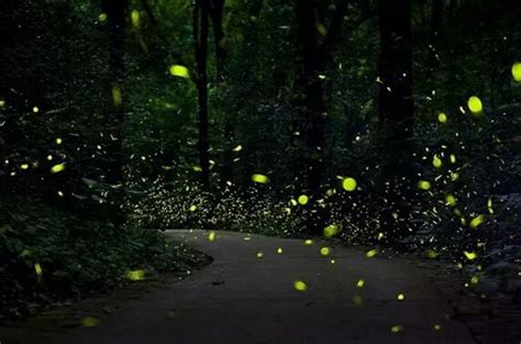 萤火虫,夜晚,森林,美,水平画幅,曙暮光,夏天,户外,光,草图片素材下载-稿定素材