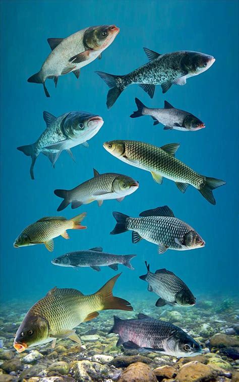 高清摄影美丽的热带鱼群[6] - 雪炭网