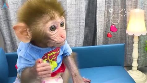 小猴子啵啵第31话_少儿_动画片大全_腾讯视频