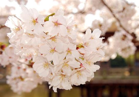 樱花的花语是什么？樱花的寓意和象征-花木行情-中国花木网