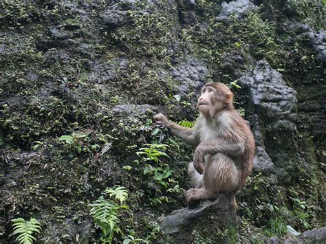 峨眉山猴子摄影,峨眉山猴子_大山谷图库