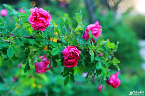 粉红色的玫瑰花朵元素素材下载-正版素材401522586-摄图网