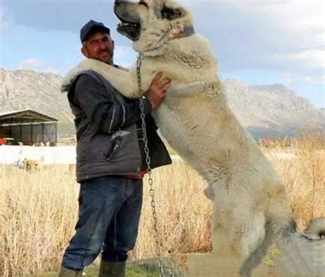 巨型犬有哪些,大型犬有哪些,大型犬有哪些品种(第8页)_大山谷图库