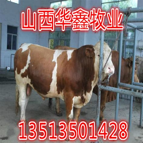 舌尖上的牛肉：一个数万亿的市场，中国肉牛行业大起底 - 知乎