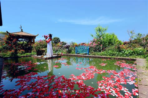 惊艳！七星区沙洲村盛开了一片漂亮的“网红”花海-桂林生活网新闻中心