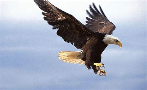 老鹰可以在空中飞多久,老鹰可以飞多久,飞在空中的人_大山谷图库