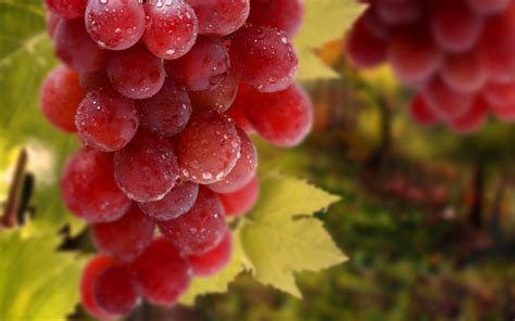 秋天的到来成熟的水果有哪些? - 种植技术 - 第一农经网