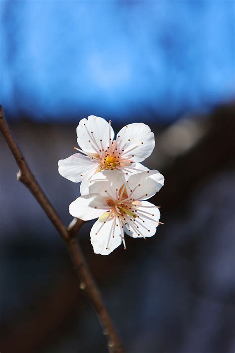 樱桃花，就是最美的春日诗词 - 知乎