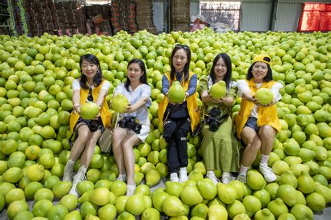 “柚”见丰收！中国柚子看梅州推广活动举行-游乐-长沙晚报网