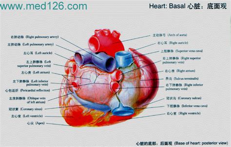 心脏剖析图谱-人体解剖图,_医学图库