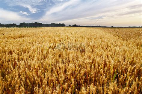 秋天金色小麦丰收高清图片下载-正版图片501585685-摄图网