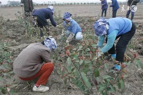 潍坊惠民农作物种植合作社6535亩济麦44喜获丰收-齐鲁晚报·齐鲁壹点